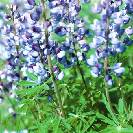 Wild Lupine