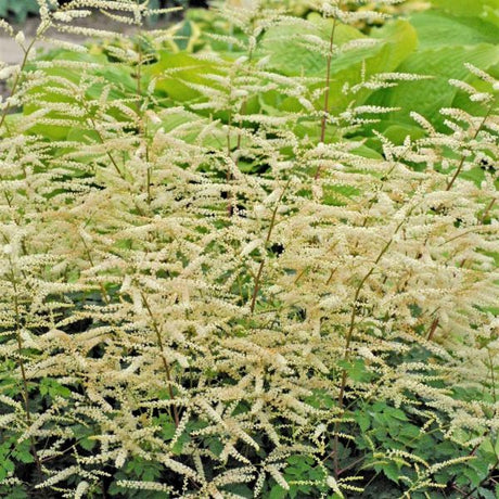 Misty Lace Dwarf Goatsbeard