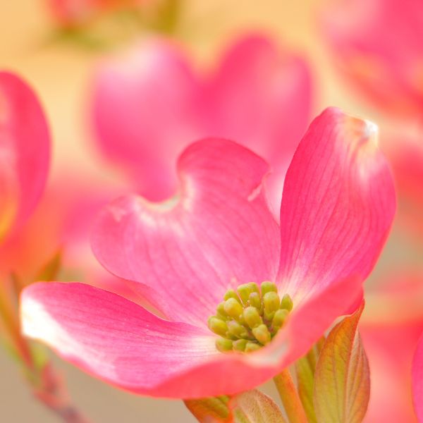 Pink Flowering Dogwood