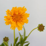 Early Sunrise Coreopsis