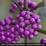 Purple Pearls&reg; Beautyberry