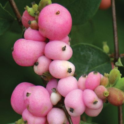 Amethyst Coral Berry