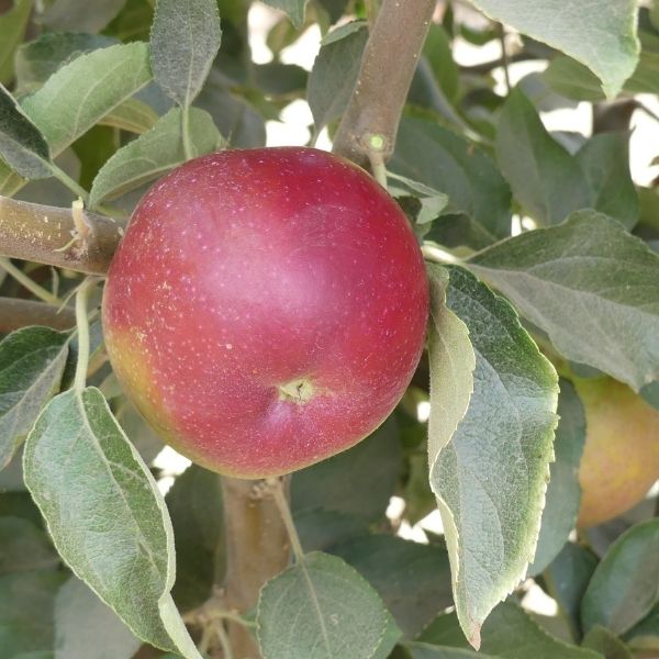 King David Apple Tree