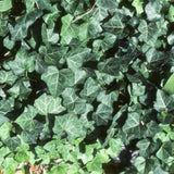 Thorndale English Ivy