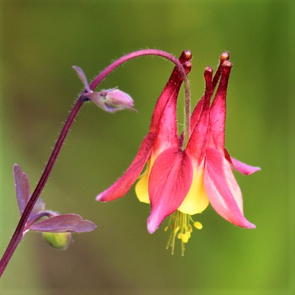 Wild Columbine