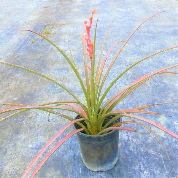 Red Yucca