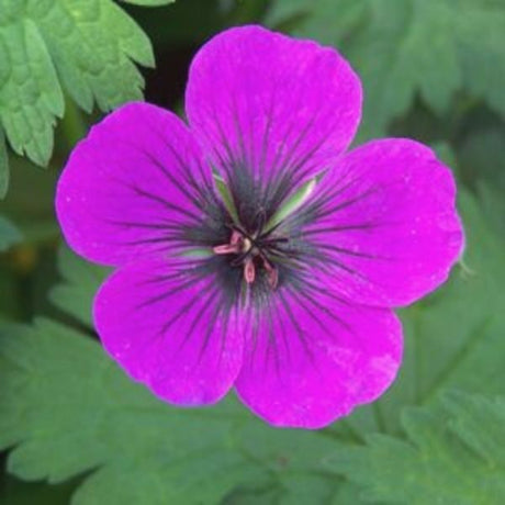 Dragon Heart Geranium