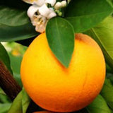 Valencia Orange Tree