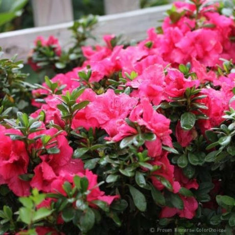 Bloom-A-Thon&reg; Hot Pink Reblooming Azalea