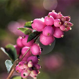 Candy Coralberry