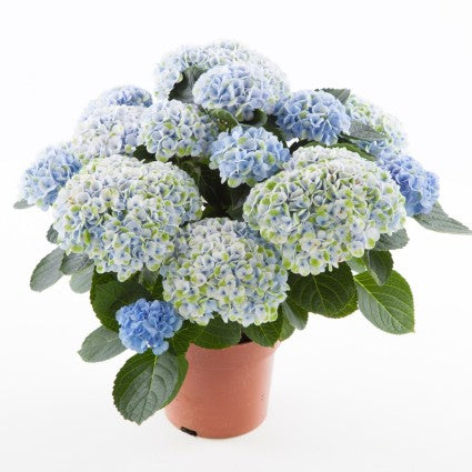 Everlasting&trade; Revolution Hydrangea