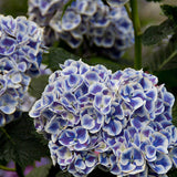 Cityline&reg; Mars Bigleaf Hydrangea