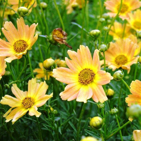 Coreopsis Sienna Sunset