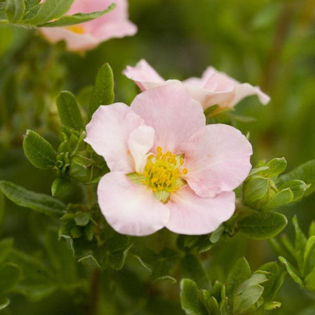 Pink Beauty Potentilla