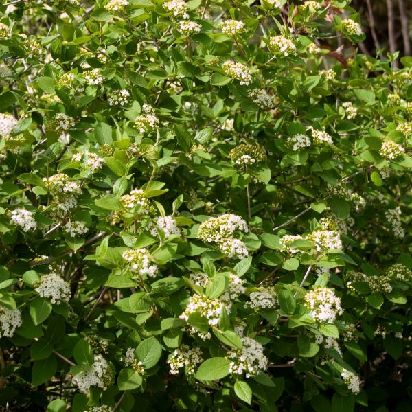 Emerald Triumph Viburnum