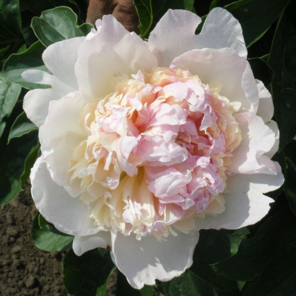 Raspberry Sundae Deluxe Peony