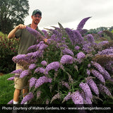 Grand Cascade Butterfly Bush