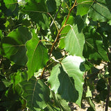 Siouxland Cottonwood