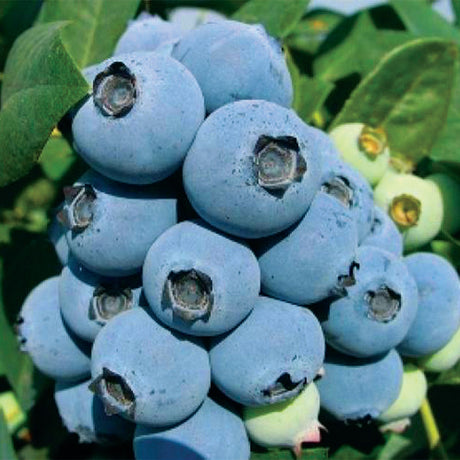 Jewel Blueberry Bush