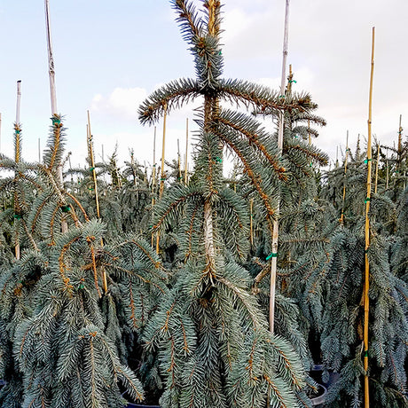 Slenderina Weeping Blue Spruce