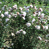 First Editions&reg; French Cabaret&trade; Blush Rose of Sharon