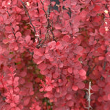 Orange Rocket Barberry