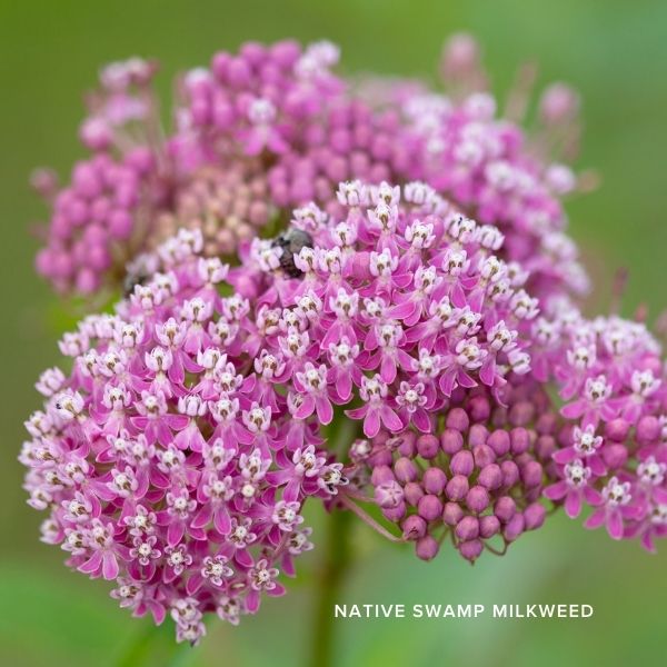 Audubon&reg; Native Got Milkweed