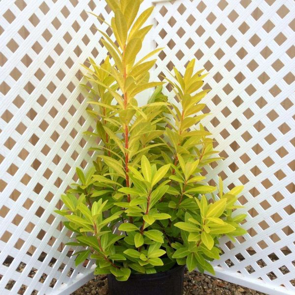 Florida Sunshine Anise Shrub