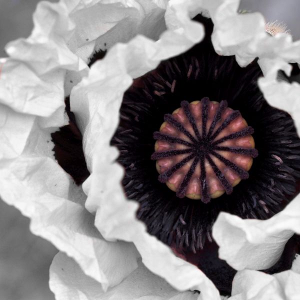 Royal Wedding Oriental Poppy