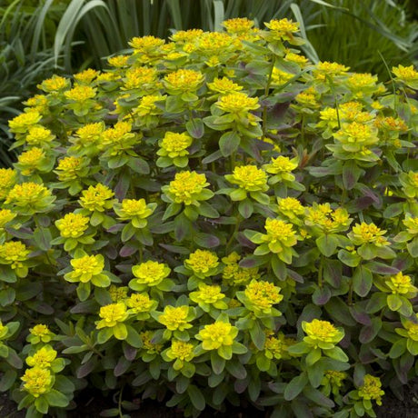 Cushion Spurge