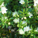 Common Myrtle