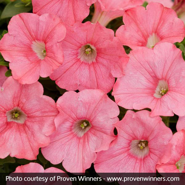 Supertunia&reg; Bermuda Beach&reg; Petunia