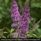 Peacock&trade; Butterfly Bush