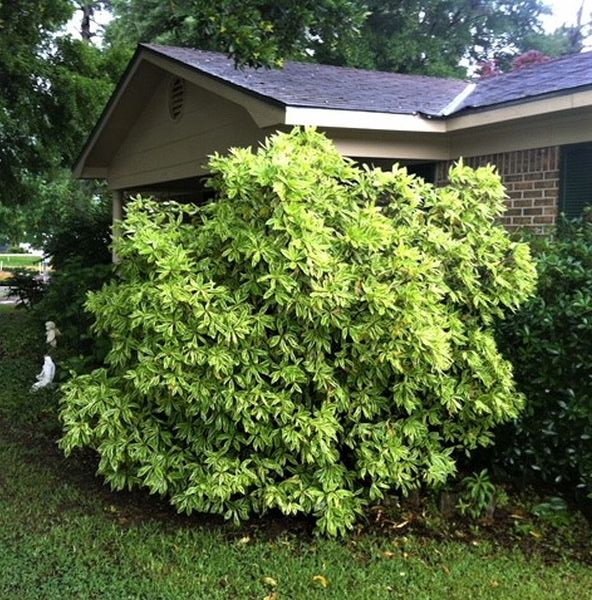 Southern Star Florida Anise