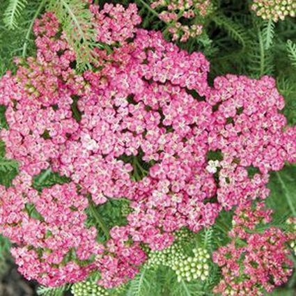 Saucy Seduction Yarrow