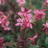 Gaura Karalee Petite Pink