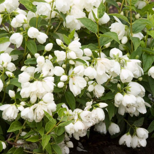 Snowbelle Mock Orange