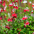 Hot Lips Salvia