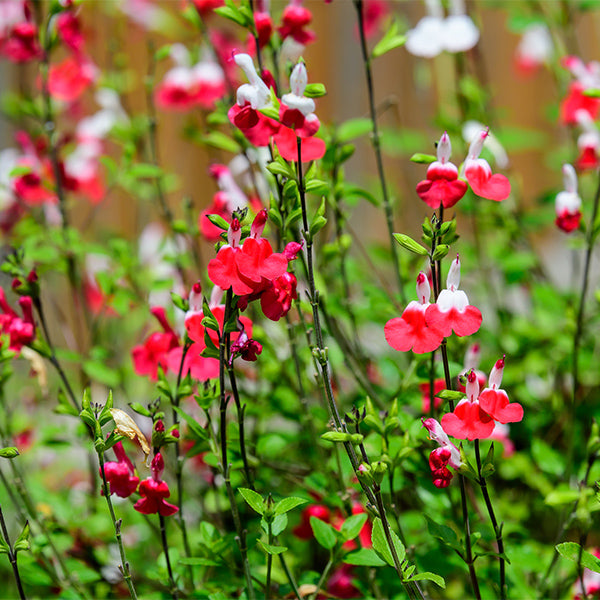 Hot Lips Salvia