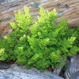 Parsley Fern