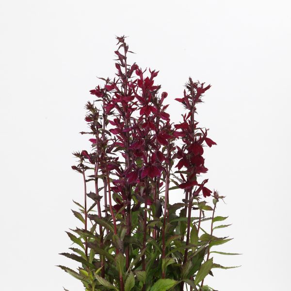 Proven Winners® Starship™ Burgundy Cardinal Flower