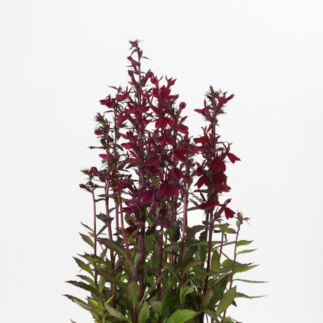 Proven Winners® Starship™ Burgundy Cardinal Flower