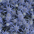 Blue Glitter Sea Holly