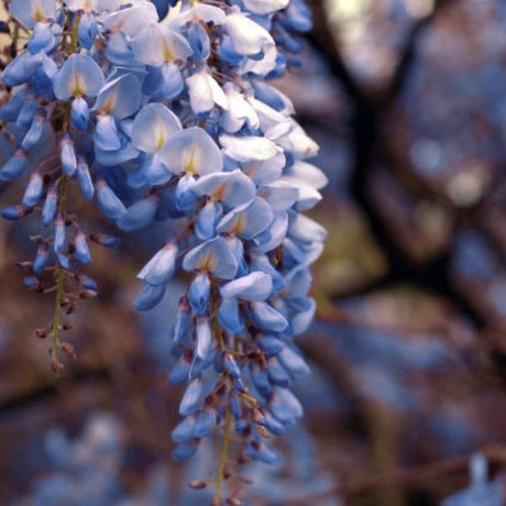 Blue Chinese Wisteria Vine