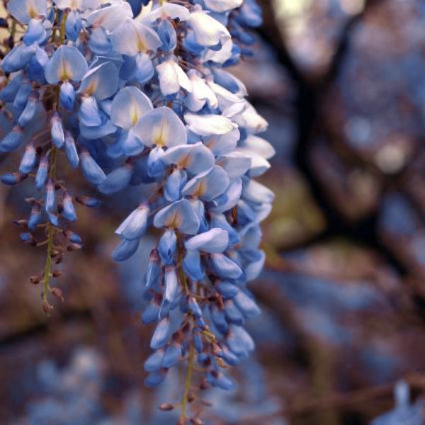 Blue Chinese Wisteria Vine