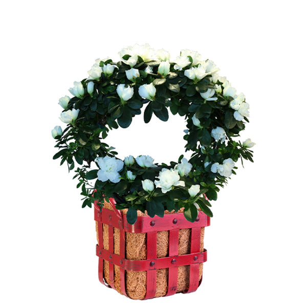 Winter Wonderland Azalea Wreath