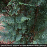 False Cypress Pinpoint&reg; Blue