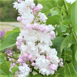 Beauty of Moscow Lilac