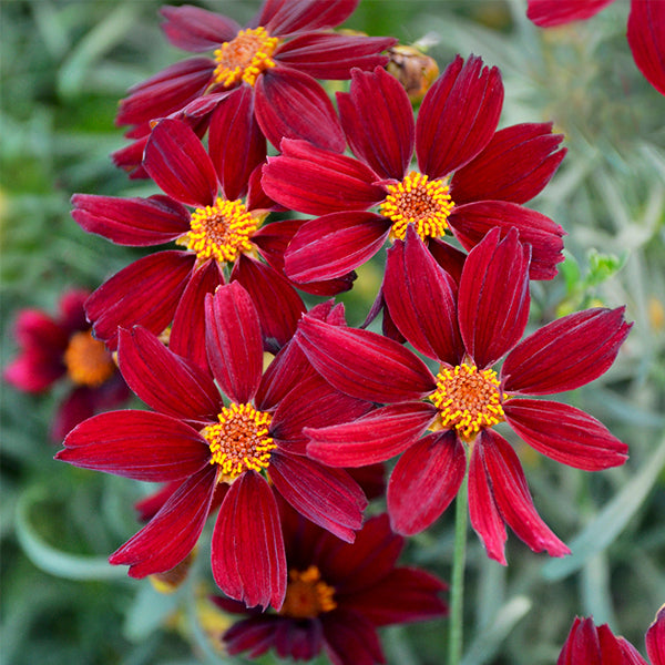 PERMATHREAD&trade; Red Satin Coreopsis