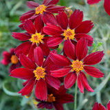 PERMATHREAD&trade; Red Satin Coreopsis